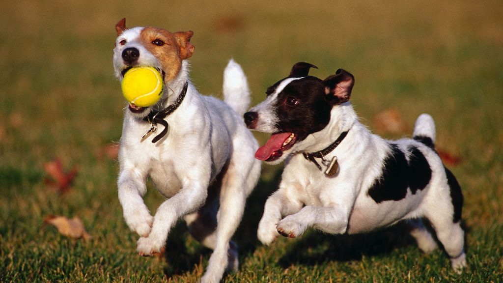dog