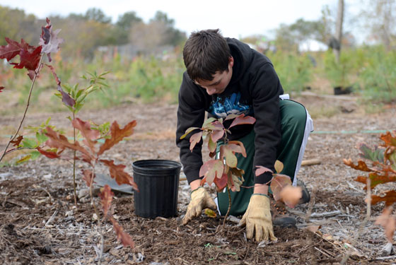 spring 2015 tree care
