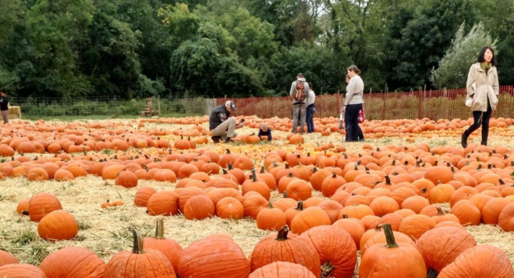 FireShot Pro Webpage Screenshot 1655 Pumpkin Patch Queens County Farm Museum www.queensfarm.org