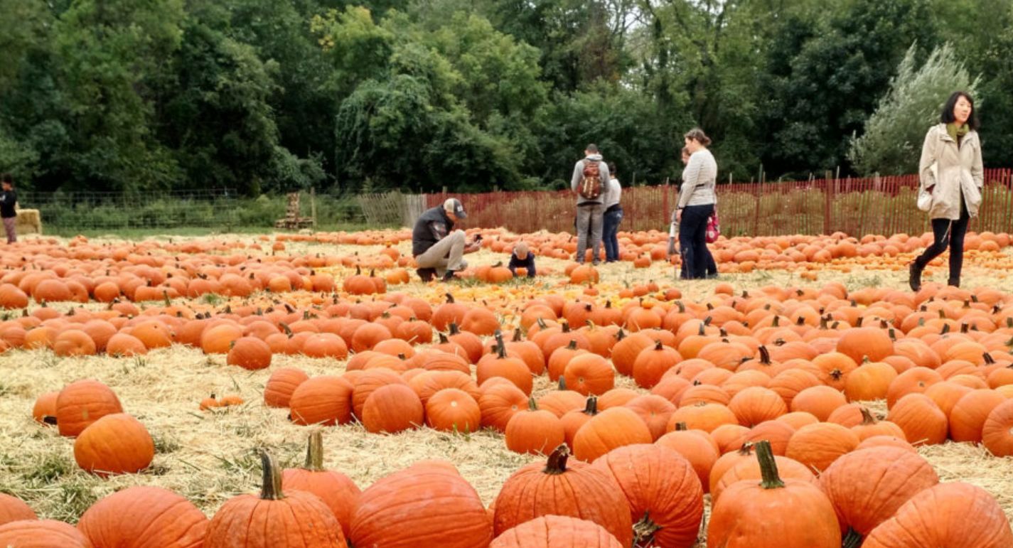 FireShot Pro Webpage Screenshot 1655 Pumpkin Patch Queens County Farm Museum www.queensfarm.org