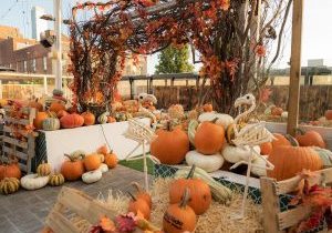 1. Cityside Pumpkin Patch